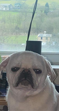 Not amused