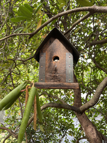 Not at all what I expected to see in this birdhouse