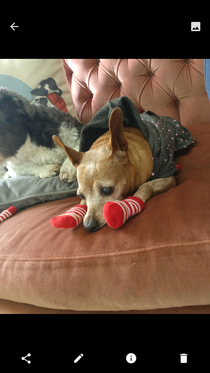 Not impressed with her new socks
