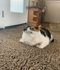 Not my cat but panorama mode makes this cat another species