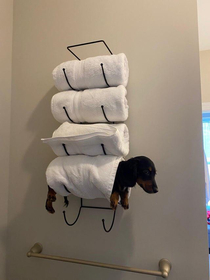 Not Sure How He Got Up There