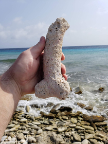 Not sure if penis shaped rock or a fossilized penis
