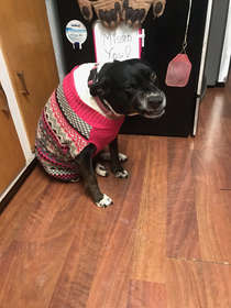 Not sure my moms dog Viva likes or hates her new sweater