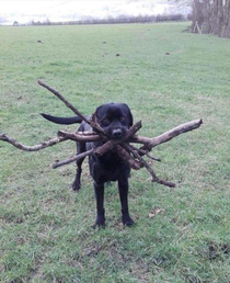 Not sure which stick was thrown so he got them all