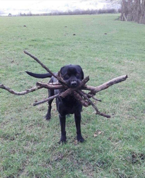 Not sure which stick was thrown so he got them all