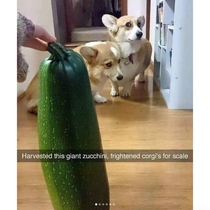 Not the zucchini