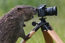 Not What I Was Expecting From Google After Searching For Wet Beaver Photographs
