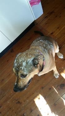 Note to self Dont open flour packet when dog is close by
