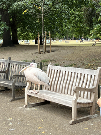 Nothing to see here Just a pelican on a bench Move along please