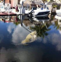 Nothing to see here Just an alligator riding a manatee Welcome to Florida