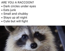Now that i think About it yes i might be a racoon