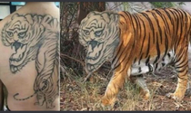 Now thats a scary tiger