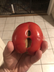 Now thats a tomato I can get behind