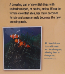 Now we know why Marlin tried so hard to find Nemo