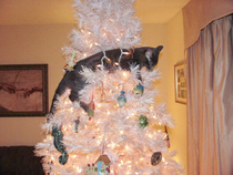 O Kitty Tree O Kitty Treeeee