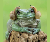 Obi Wan youre my RIBBIT only hope