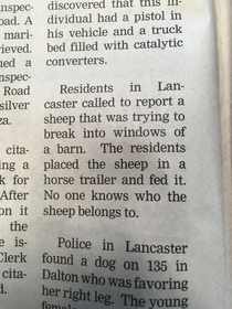 Obviously this sheep is a trouble maker and on the lamb