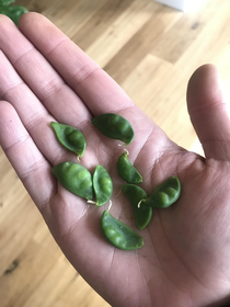 OC first time growing peas in sub-arctic Guess Ill ration these for winter
