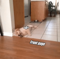 OC puppy trying to get to the front page