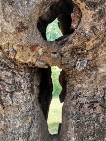 OC Took a pic through a trees bumhole last weekend Yes I have the sense of humor of a  year old boy farts are also hilarious sue me