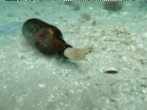 Octopus emerging from a beer bottle
