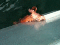 Octopus squeezes through tiny gap on a boat