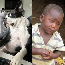 Office dog looked familiar