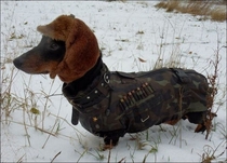 Oh have a look at this proud hunting dog
