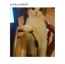 Oh My Cat Threats Me