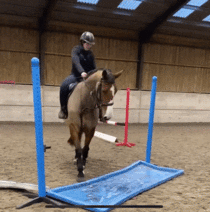 Oh Neigh