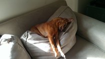 Oh no thats right THIS is how I dog