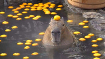 Oh to be a capybara in an open air pool with an orange on her head