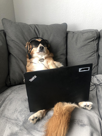 On the Internet nobody knows youre a dog