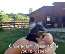 Once again I am asking for your birdseed