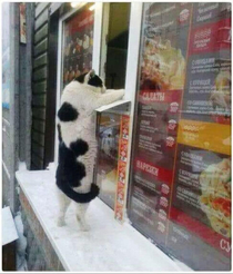 One Catnip Burger Please
