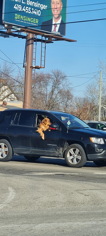 One cool dog I saw chilling on my way to get groceries