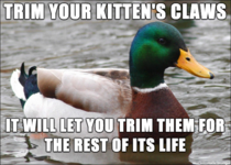 One for all you kitten owners Save your curtains couches and limbs