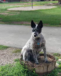 One heck of a unit of a flower pup