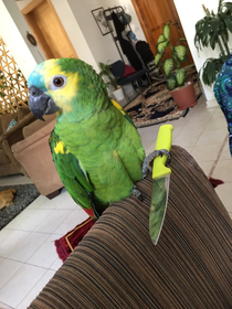 One of my friends has a parrot and he sent me this at like  am