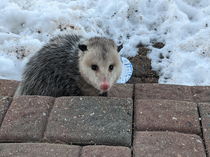 One of my neighbors must have lost their cat Ugliest cat Ive ever seen Hes not friendly at all either Tried to pet him and he hissed super loud at me and scratched me I think I might have cat scratch fever now Ungrateful bastard