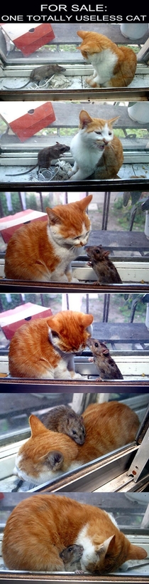 One totally useless cat or maybeloving