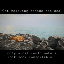Only a cat could make a rock look comfortable