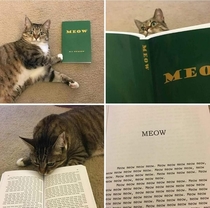 Only cats can read and understand this