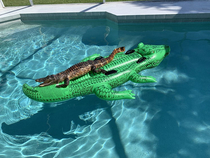 Only in Florida Alligator found resting on alligator float 