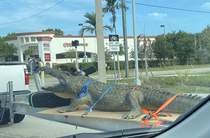 Only in Florida Saw this on our way to Sanibel today
