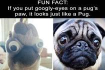 Only somewhat pugly