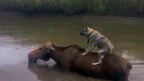 Onwards Mr Moose We must work together to escape these floods