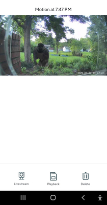 Open CAM App to view a recent event only to crap my pants at a full size gorilla in my back yard