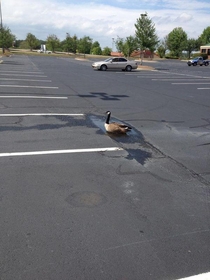 Optimistic Goose
