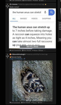 Or  baby raccoons